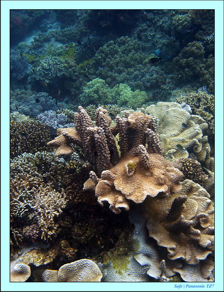 2012 - 07 - Apoh Island 23